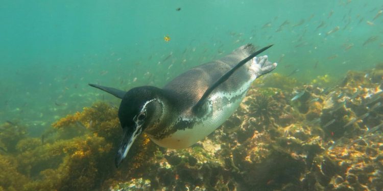Pingüino de Galápagos. / Foto: Parque Nacional Galápagos.