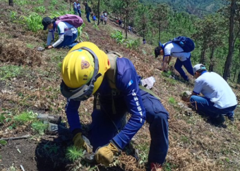 Conred promueve la reforestación en áreas afectadas./Foto: Conred.