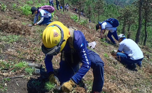 Conred promueve la reforestación en áreas afectadas./Foto: Conred.