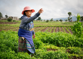 Pequeños y medianos productores pueden acceder al Crédito Tob'anik. / Foto: Álvaro Interiano.
