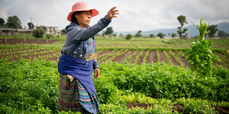 Pequeños y medianos productores pueden acceder al Crédito Tob'anik. / Foto: Álvaro Interiano.