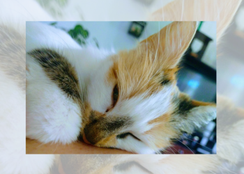 Optar por la esterilización no solo es un acto de responsabilidad, sino también de compasión. Día Internacional del Gato. / Foto: AGN.