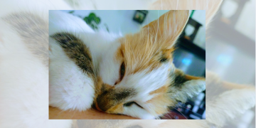 Optar por la esterilización no solo es un acto de responsabilidad, sino también de compasión. Día Internacional del Gato. / Foto: AGN.