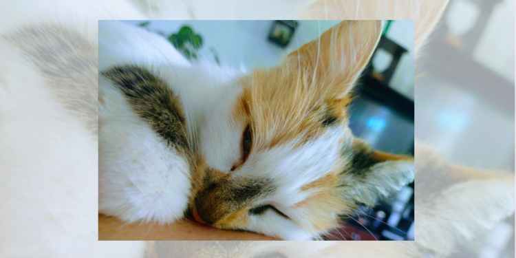 Optar por la esterilización no solo es un acto de responsabilidad, sino también de compasión. Día Internacional del Gato. / Foto: AGN.