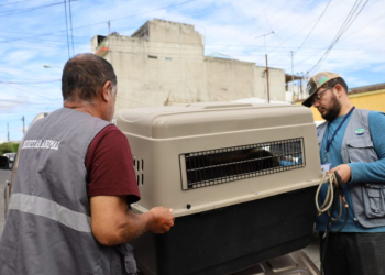 UBA brinda atención veterinaria y de rehabilitación a los animales decomisados./Foto; MAGA.