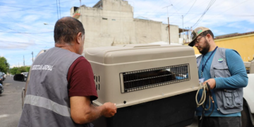 UBA brinda atención veterinaria y de rehabilitación a los animales decomisados./Foto; MAGA.