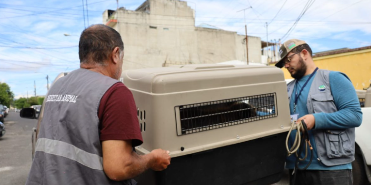 UBA brinda atención veterinaria y de rehabilitación a los animales decomisados./Foto; MAGA.