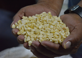 Este grano no solo representa un alimento esencial para los guatemaltecos, sino que es parte central de la economía. / Foto: MAGA