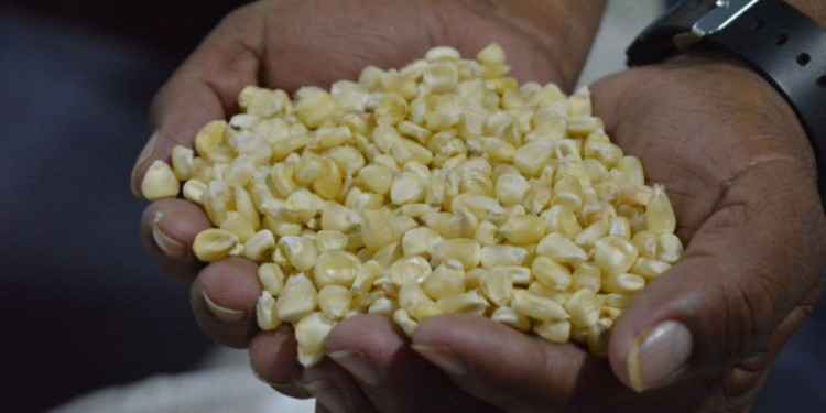 Este grano no solo representa un alimento esencial para los guatemaltecos, sino que es parte central de la economía. / Foto: MAGA