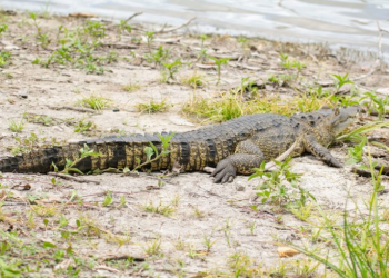 El llamado del Conap es claro: la convivencia entre humanos y fauna silvestre depende del respeto mutuo y de la adopción de medidas preventivas. / Foto: Conap.