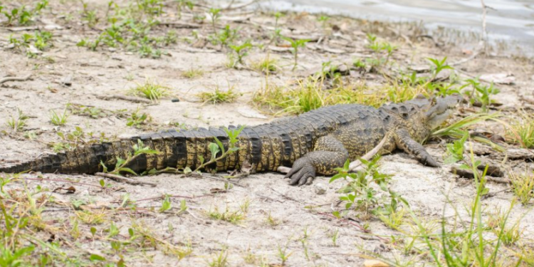 El llamado del Conap es claro: la convivencia entre humanos y fauna silvestre depende del respeto mutuo y de la adopción de medidas preventivas. / Foto: Conap.