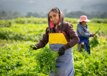 La tranquilidad que brinda este seguro requisito de Crédito Tob'anik es clave para quienes dependen de la agricultura como sustento principal. / Foto: Álvaro Interiano.