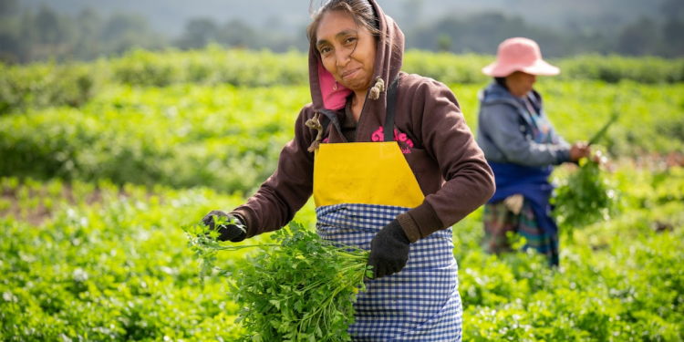 La tranquilidad que brinda este seguro requisito de Crédito Tob'anik es clave para quienes dependen de la agricultura como sustento principal. / Foto: Álvaro Interiano.