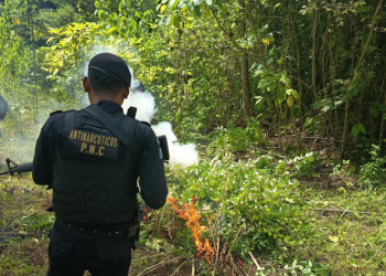 PNC logra la erradicación de 19 mil plantaciones ilícitas en Petén