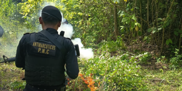 PNC logra la erradicación de 19 mil plantaciones ilícitas en Petén
