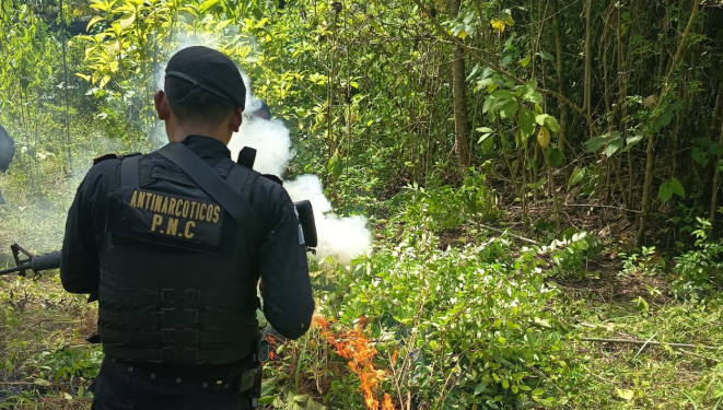 PNC logra la erradicación de 19 mil plantaciones ilícitas en Petén