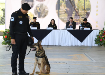 Gradúan a 17 guías caninos K-9 para reforzar la lucha contra el narcotráfico