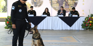 Gradúan a 17 guías caninos K-9 para reforzar la lucha contra el narcotráfico