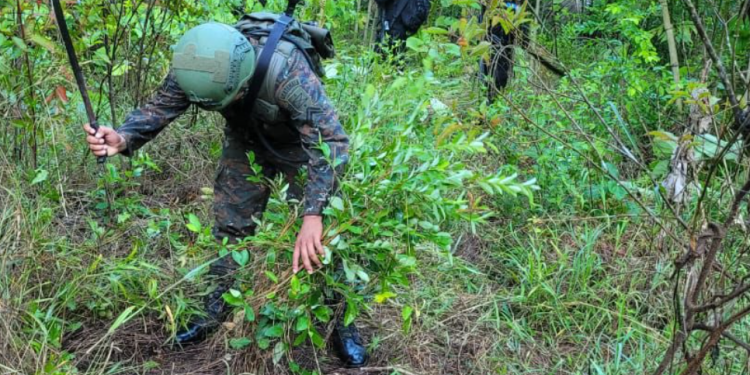 Operativo en El Chal asesta golpe al narcotráfico con destrucción de miles de arbustos de hoja de coca. / Foto: Ejército