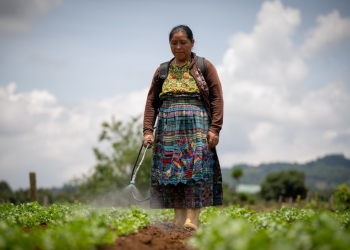 El crédito Tob’anik representa una oportunidad significativa para que agricultores de distintas escalas fortalezcan sus actividades. / Foto: Álvaro Interiano