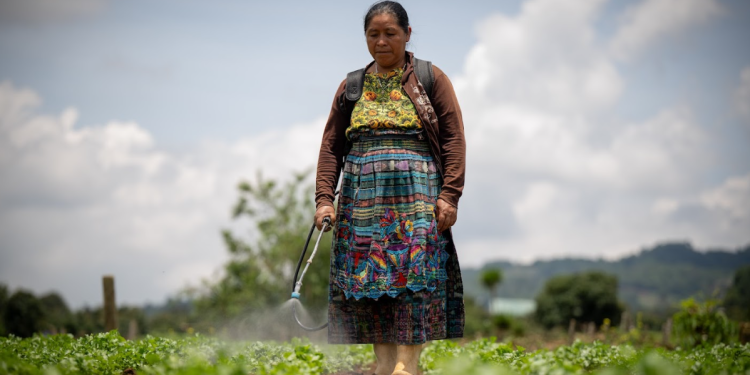 El crédito Tob’anik representa una oportunidad significativa para que agricultores de distintas escalas fortalezcan sus actividades. / Foto: Álvaro Interiano