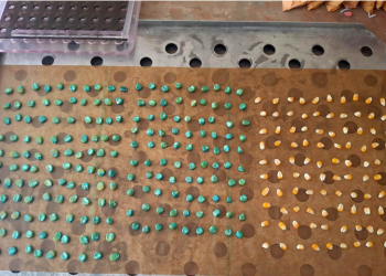 Evaluación de semillas nacionales e importadas. / Foto: MAGA.