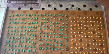 Evaluación de semillas nacionales e importadas. / Foto: MAGA.