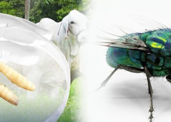 Casos de miasis por gusano barrenador se han producido en varios países de Centroamérica y México.