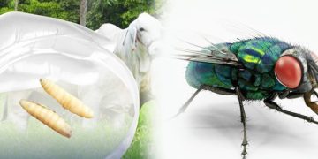 Casos de miasis por gusano barrenador se han producido en varios países de Centroamérica y México.