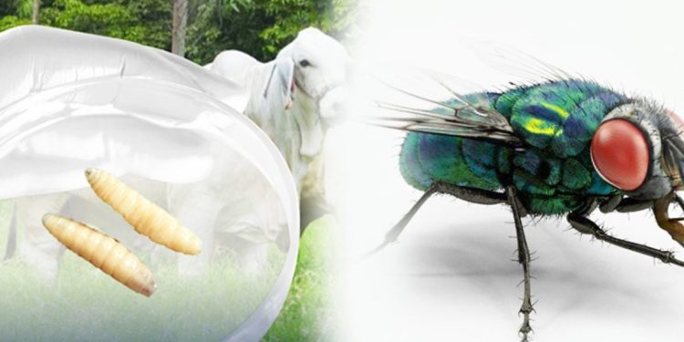 Casos de miasis por gusano barrenador se han producido en varios países de Centroamérica y México.