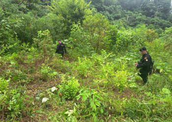 Lucha contra el narcotráfico logra erradicación de 14 mil plantas ilícitas en Petén. / Fotos: PNC.