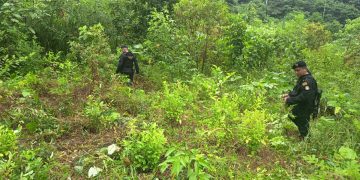 Lucha contra el narcotráfico logra erradicación de 14 mil plantas ilícitas en Petén. / Fotos: PNC.