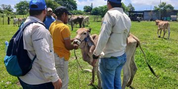 Como parte de la estrategia integral para contener el avance del Gusano Barrenador, el MAGA capacitó a 402 personas. / Foto: MAGA
