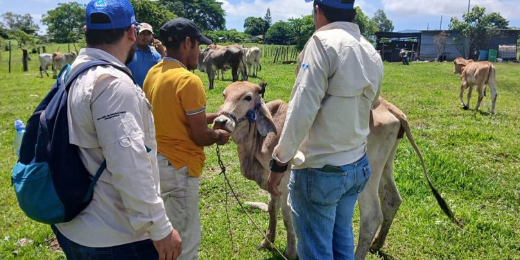 Como parte de la estrategia integral para contener el avance del Gusano Barrenador, el MAGA capacitó a 402 personas. / Foto: MAGA