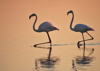 Flamencos en Doñaña, España. / Foto: Miteco, José María Pérez de Ayala.