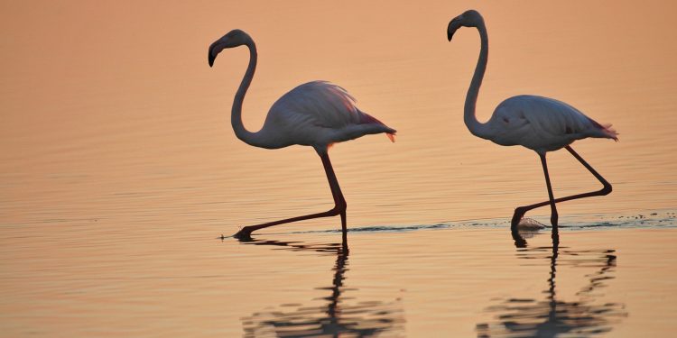 Flamencos en Doñaña, España. / Foto: Miteco, José María Pérez de Ayala.