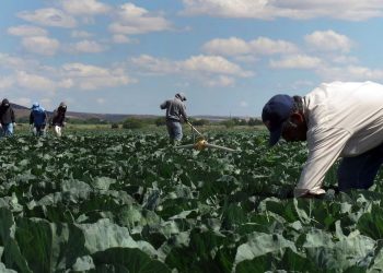 El presidente de EE. UU. Donald Trump, aseguró que está creando regulaciones para evitar la pérdida de agricultores migrantes.