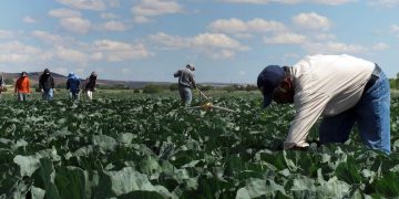 El presidente de EE. UU. Donald Trump, aseguró que está creando regulaciones para evitar la pérdida de agricultores migrantes.
