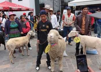 El proceso de crianza requiere paciencia y disciplina, ya que los animales necesitan cuidados específicos en su alimentación y en la higiene de los apriscos para evitar enfermedades. / Foto: MAGA.