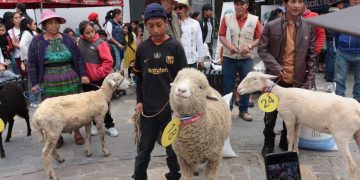 El proceso de crianza requiere paciencia y disciplina, ya que los animales necesitan cuidados específicos en su alimentación y en la higiene de los apriscos para evitar enfermedades. / Foto: MAGA.
