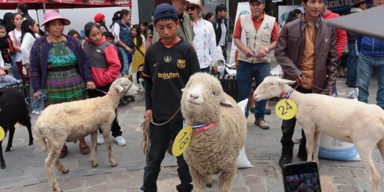 El proceso de crianza requiere paciencia y disciplina, ya que los animales necesitan cuidados específicos en su alimentación y en la higiene de los apriscos para evitar enfermedades. / Foto: MAGA.