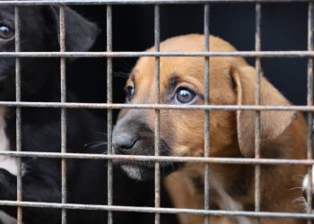 Una vez rehabilitados, los 13 perros serán puestos en adopción mediante una asociación protectora de animales que esté legalmente registrada ante la Unidad. / Foto: MAGA.