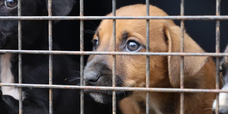 Una vez rehabilitados, los 13 perros serán puestos en adopción mediante una asociación protectora de animales que esté legalmente registrada ante la Unidad. / Foto: MAGA.