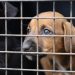 Una vez rehabilitados, los 13 perros serán puestos en adopción mediante una asociación protectora de animales que esté legalmente registrada ante la Unidad. / Foto: MAGA.