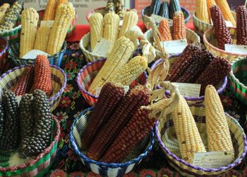 Según el Popol Vuh se menciona que los primeros hombres fueron creados a partir del maíz. / Foto: MAGA