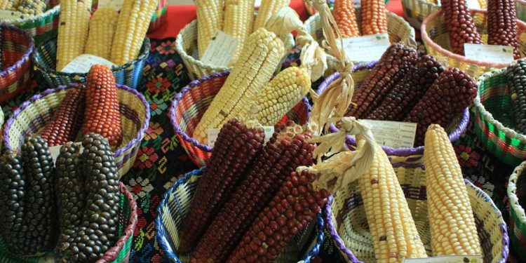 Según el Popol Vuh se menciona que los primeros hombres fueron creados a partir del maíz. / Foto: MAGA
