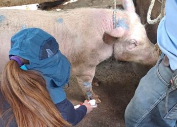 El MAGA subrayó que continuará trabajando de forma coordinada para resguardar la salud animal y proteger la producción rural. / Foto: MAGA