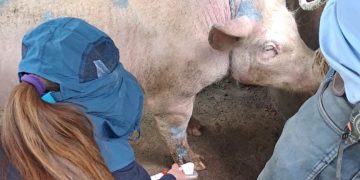 El MAGA subrayó que continuará trabajando de forma coordinada para resguardar la salud animal y proteger la producción rural. / Foto: MAGA