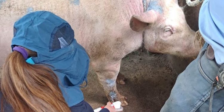 El MAGA subrayó que continuará trabajando de forma coordinada para resguardar la salud animal y proteger la producción rural. / Foto: MAGA