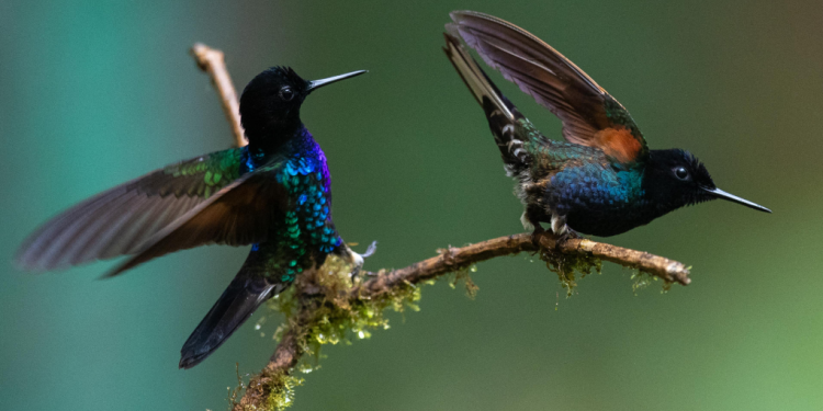 Las fuertes temperaturas han disminuido las poblaciones de aves conforme los años, afirma el estudio. / Foto: EFE.